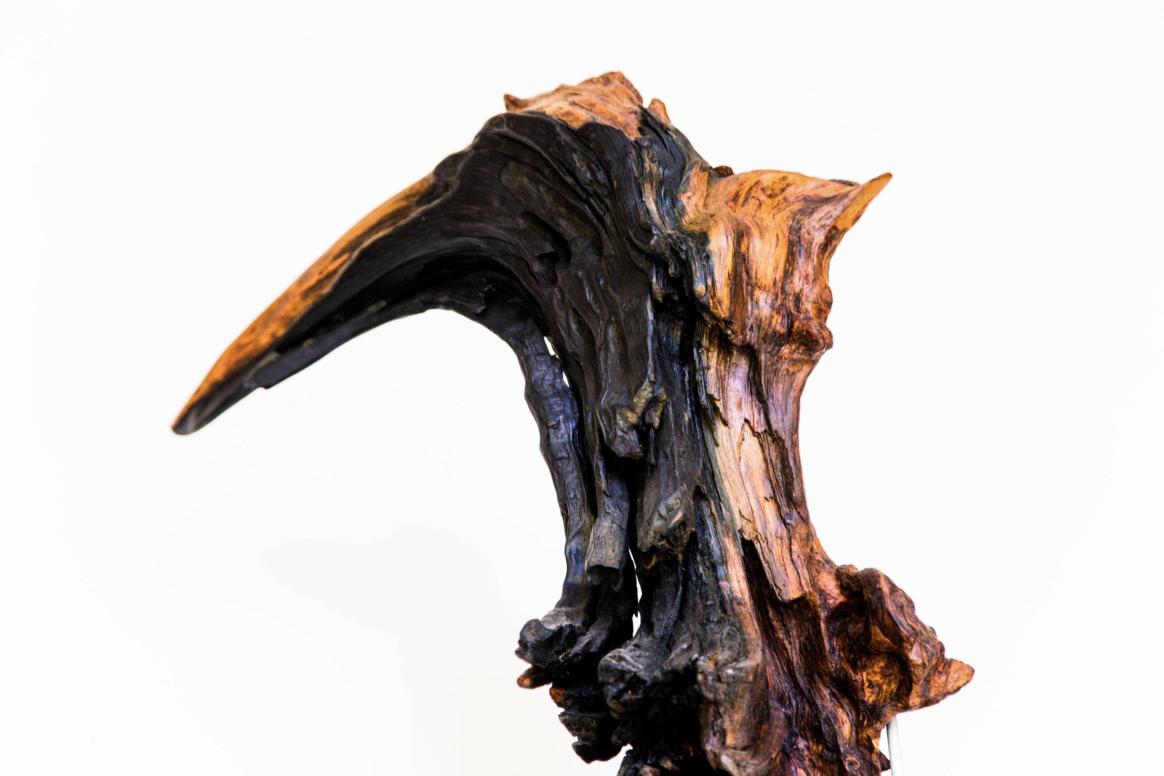 Le huard - 17