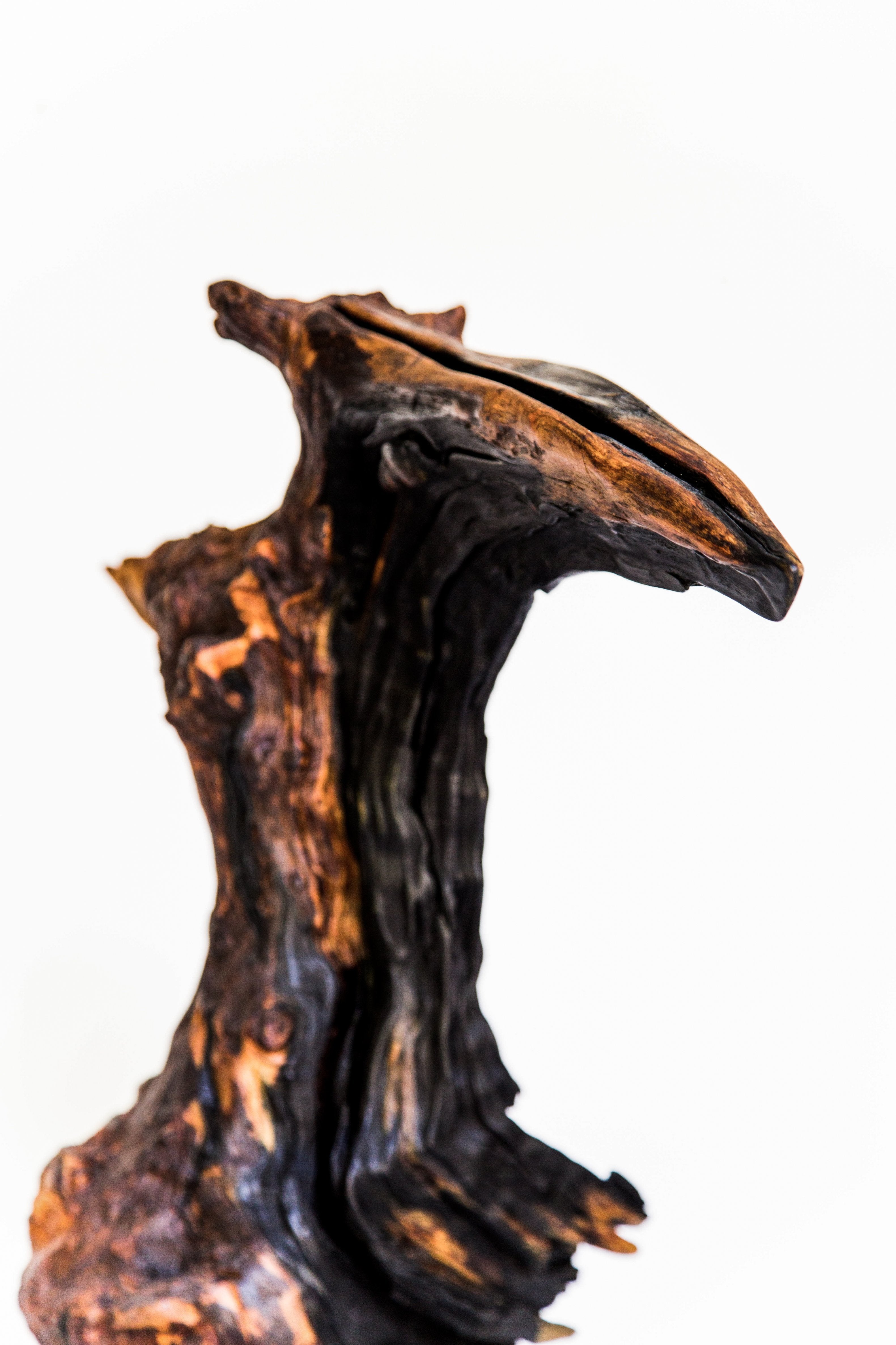Le huard - 17